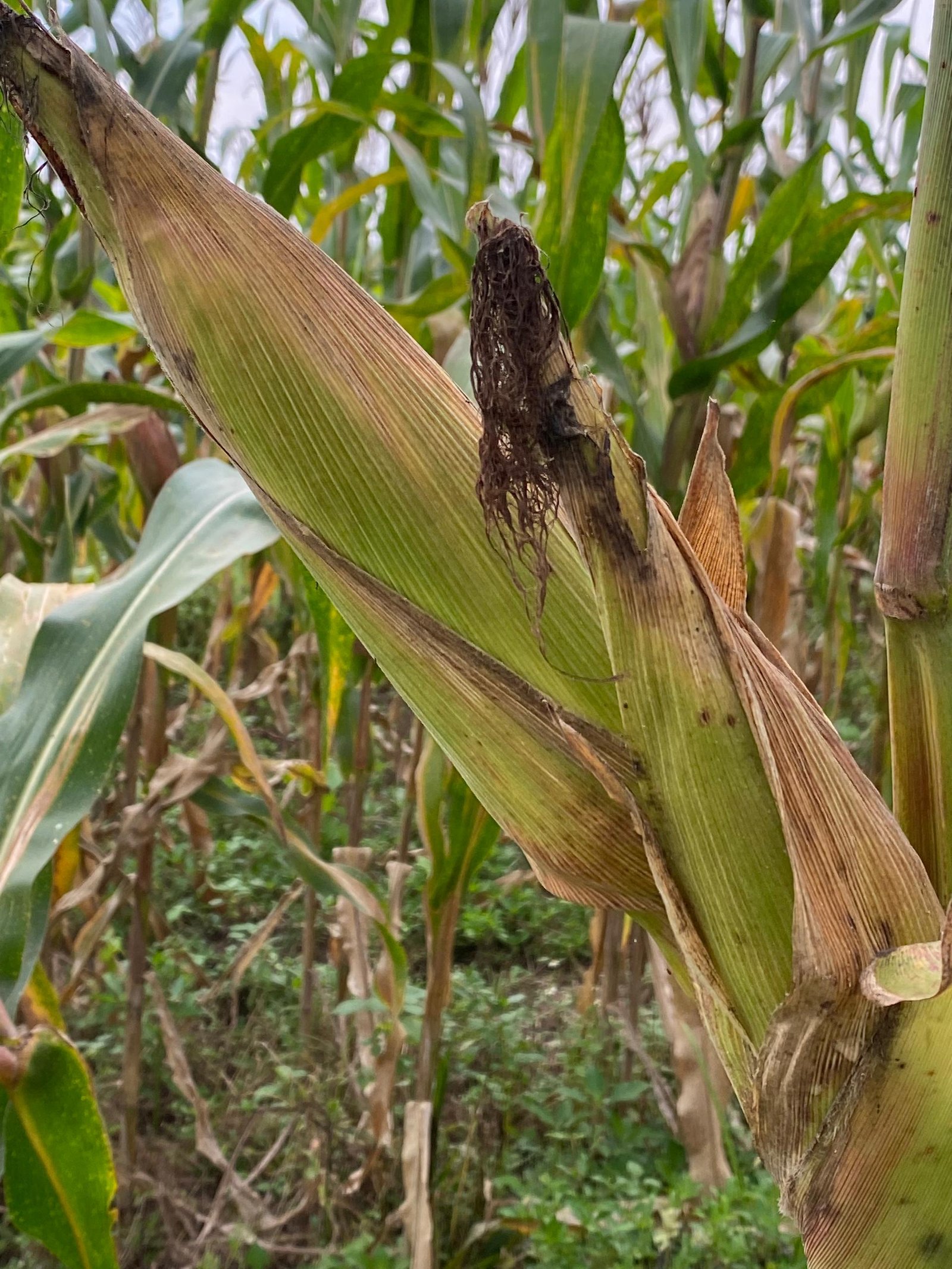 Maize